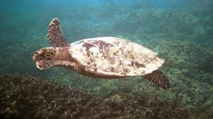 Brindisi: sub 71enne rischia di morire, tartaruga lo trascina sul fondale Brindisi: sub 71enne rischia di morire, tartaruga lo trascina sul fondale