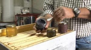 Apicoltori francesi stupiti: api forniscono miele colorato, avviata inchiesta