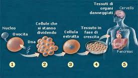 Clonare cellule umane: nuova fabbrica di ricambi per il corpo umano?